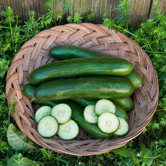 Organic Green Finger Cucumber Seeds by Grow Organic, vegetable seed pack showing vibrant green cucumber seedlings.