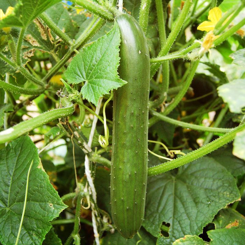 Organic Green Finger Cucumber Seeds from Grow Organic, vegetable seeds pack showing fresh, green cucumber seed packets.