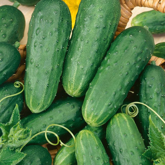 Organic homemade pickle cucumber seeds from Grow Organic, vegetable seeds pack with fresh seed image for planting.
