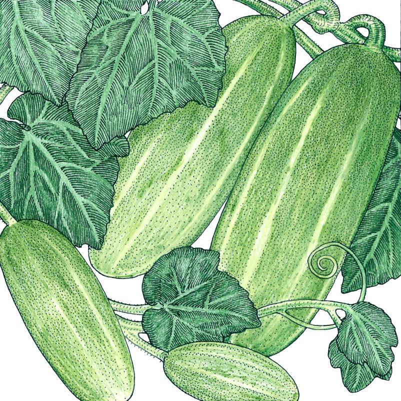 Organic homemade pickle cucumber seeds from Grow Organic, vegetable seeds for growing fresh cucumbers at home.