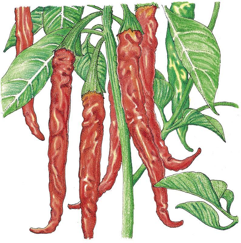 Organic Hot Cayenne Slim Pepper Seeds from Grow Organic, fresh vegetable seeds for spicy hot peppers.