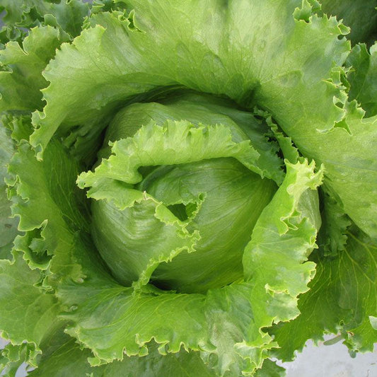 Organic Iceberg Superior Lettuce Seeds from Grow Organic, vegetable seed pack showing fresh lettuce seed packets.