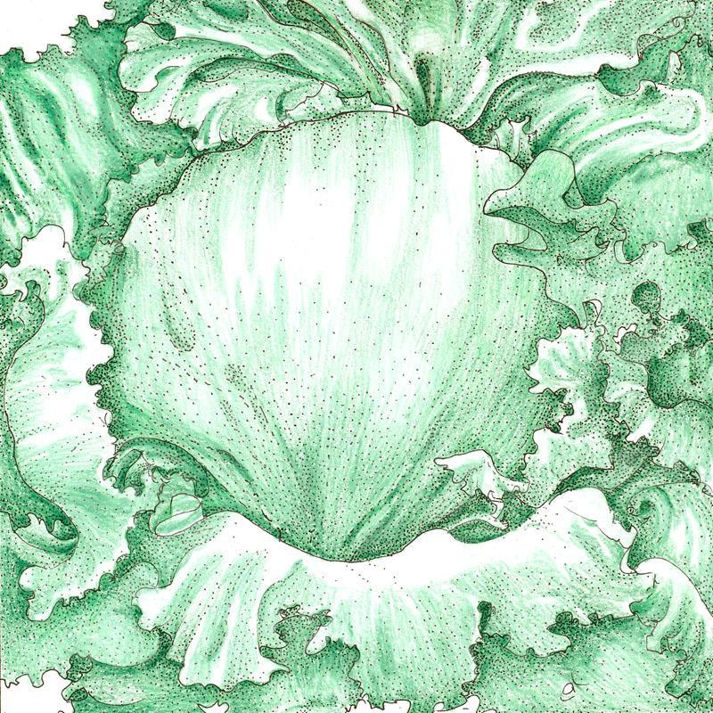 Iceberg Superior Lettuce Seeds (Organic) - Blessings Grow Meadows