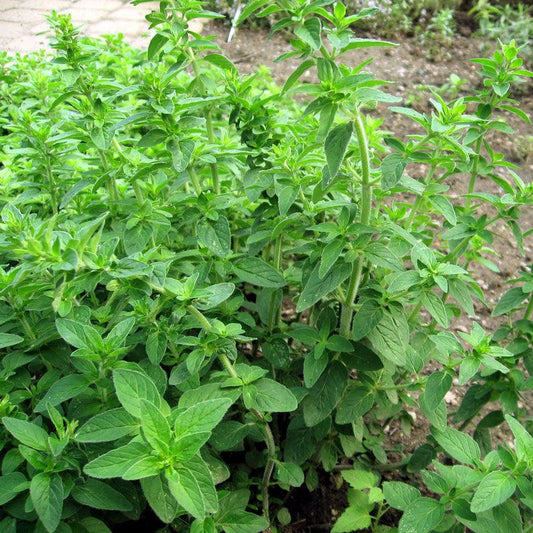 Organic Italian oregano seeds from Grow Organic, vegetable seed pack showing green oregano seed packets.
