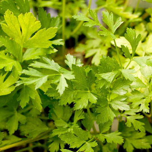 Organic Italian Parsley Seeds from Grow Organic in a vegetable seed packet, ready for planting in your garden.