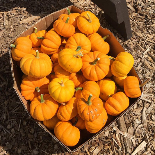 Organic Jack Be Little pumpkin seeds from Grow Organic, small vegetable seeds in a clear packet, ready for planting.