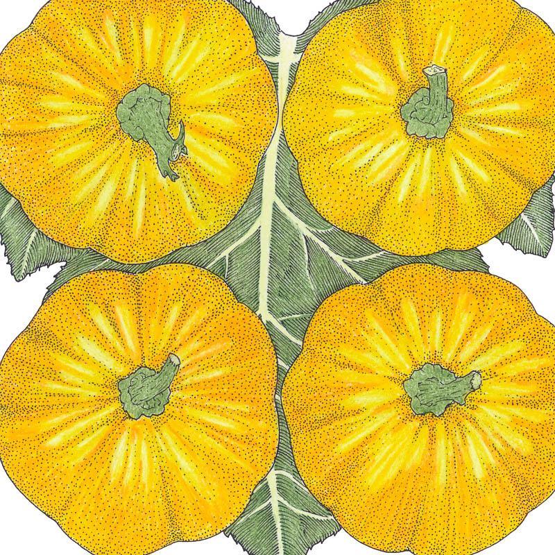 Organic Jack Be Little pumpkin seeds in a Grow Organic vegetable seeds pack, ready for planting.