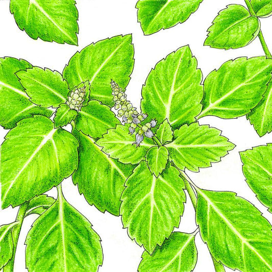 Organic Kapoor Tulsi seeds from Grow Organic, vegetable seeds pack showing fresh Tulsi seeds in a natural setting.