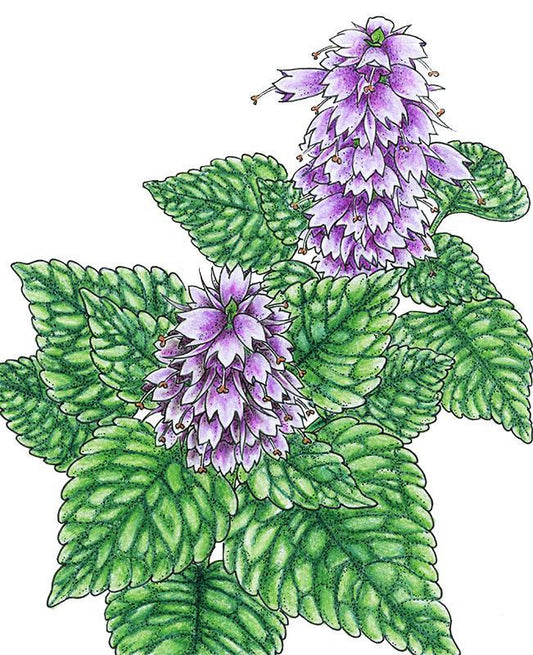 Organic Korean Licorice Mint seeds from Grow Organic in a packet, ready for planting vegetable garden.