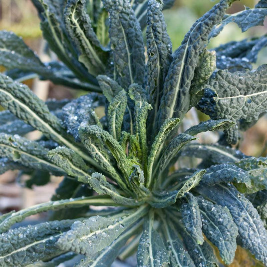 Organic Lacinato Kale seeds from Grow Organic, vegetable seeds pack with green, textured kale leaf illustration.