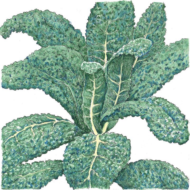 Organic Lacinato Kale seeds from Grow Organic, vegetable seeds pack showing green kale seed packets on white background.