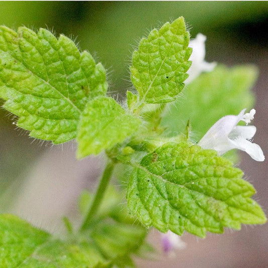 Organic Lemon Balm vegetable seeds pack from Grow Organic, showing colorful seed packet with lemon balm illustration.
