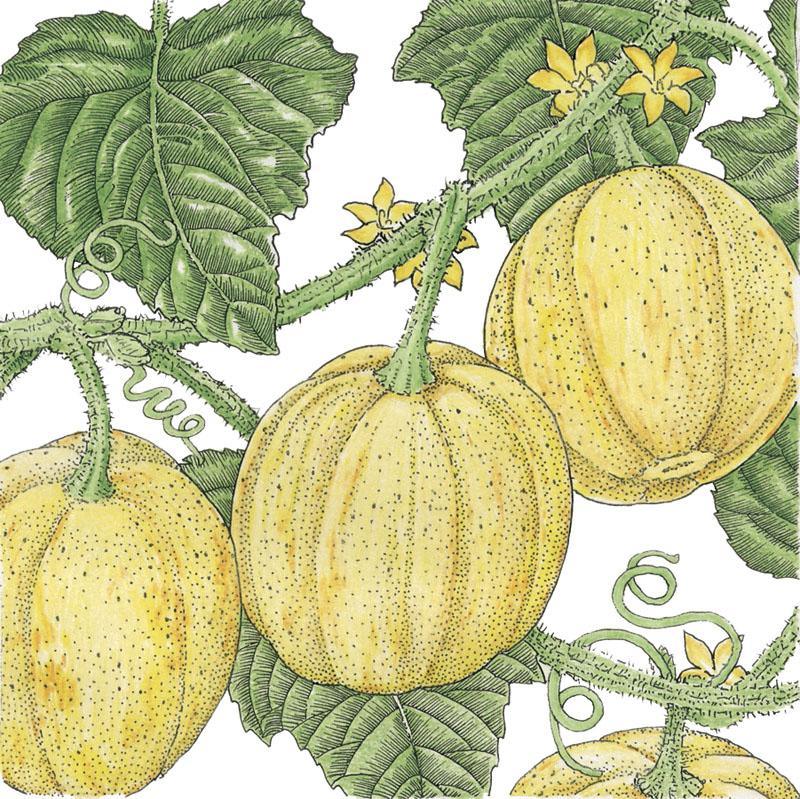 Organic Lemon Cucumber vegetable seed packet by Grow Organic featuring a colorful label and seed images.