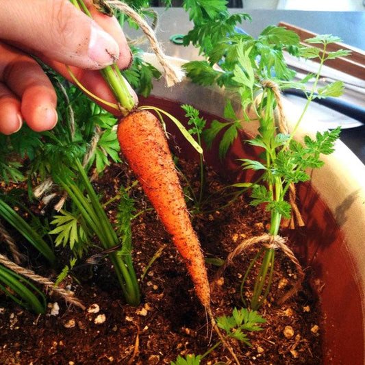 Organic Little Finger Carrot Seeds from Grow Organic, vegetable seeds pack showing small carrot seed packets on a white background.