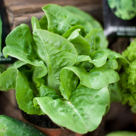 Organic Little Gem Lettuce Seeds from Grow Organic, vegetable seed pack showing green lettuce heads and seed packaging.