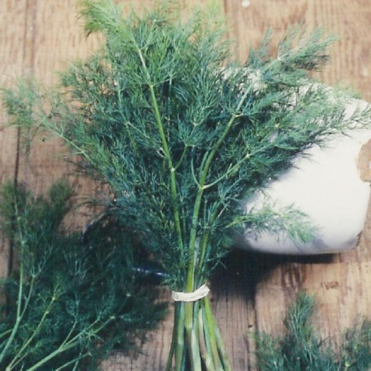 Organic Mammoth Dill Seeds pack from Grow Organic, featuring vibrant seed packaging for vegetable gardening.