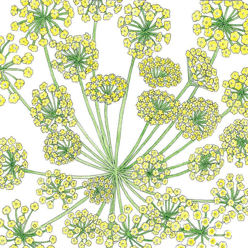 Organic Mammoth Dill Seeds from Grow Organic, vegetable seed packet with vibrant green dill sprigs and seed details.