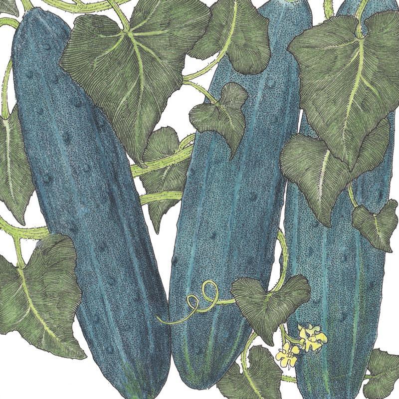 Organic Marketmore 76 cucumber seeds from Grow Organic, vegetable seed pack with fresh cucumber seeds ready for planting.