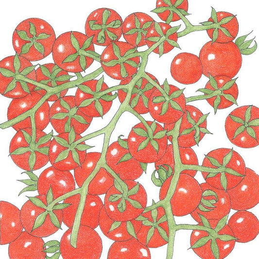 Organic Matt's Wild Cherry Tomato Seeds from Grow Organic, small vegetable seeds for growing cherry tomatoes.