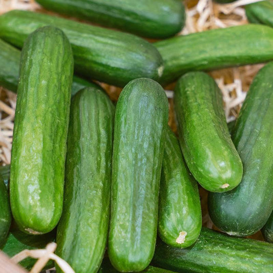 Organic Muncher cucumber seeds packet from Grow Organic, featuring fresh vegetable seeds for home gardening.