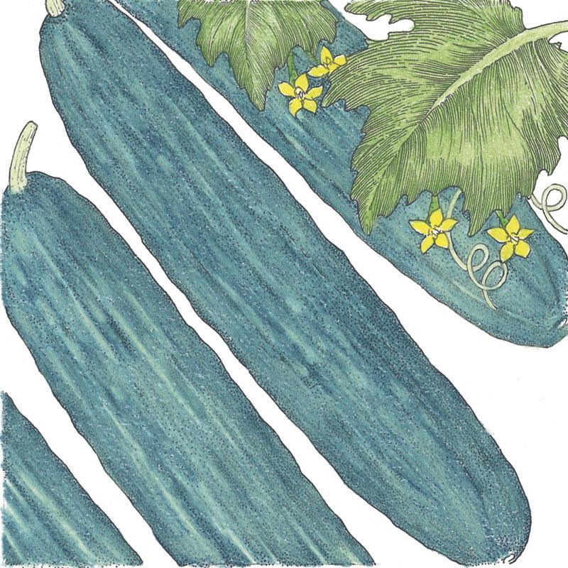 Organic Muncher cucumber seeds in a Grow Organic vegetable seeds pack, ready for planting in a vegetable garden.