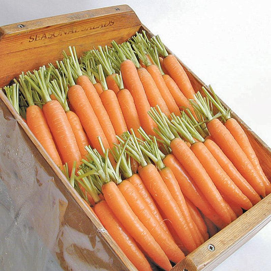Organic Napoli carrot seeds from Grow Organic in a vegetable seed pack, ready for planting in garden soil.