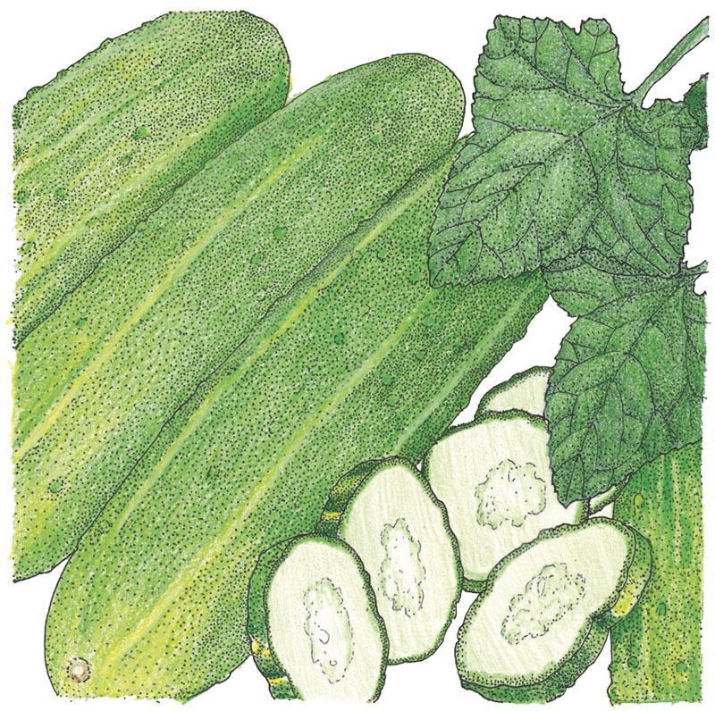 Organic National Pickling Cucumber Seeds from Grow Organic, packed in a vegetable seed packet for home gardening.