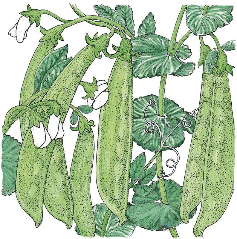 Organic Oregon Sugar Pod Pea Seeds in a Grow Organic vegetable seed packet, ready for planting in the garden.
