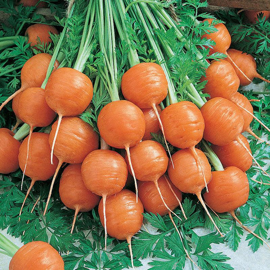 Organic Parisian Carrot Seeds from Grow Organic in a seed pack, ideal for growing fresh, crunchy carrots in your garden.