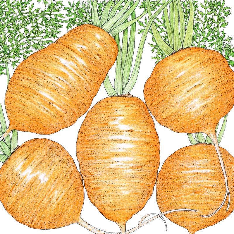 Organic Parisian Carrot Seeds from Grow Organic, vegetable seed pack for growing sweet, tender carrots in your garden.