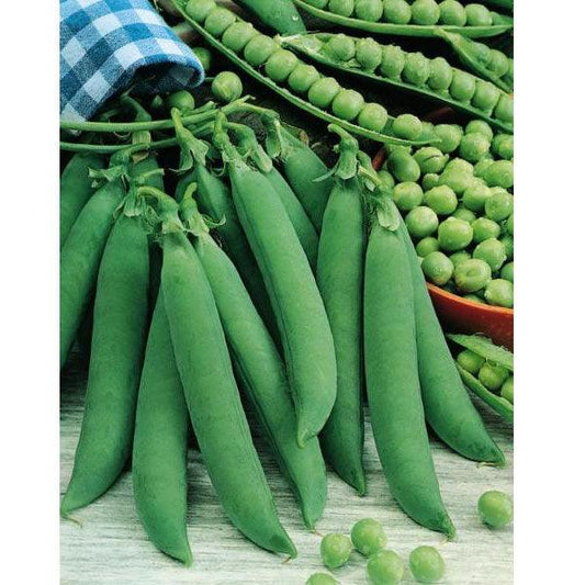 Organic Progress #9 pea seeds from Grow Organic, vegetable seeds pack with fresh, green pea seeds ready for planting.