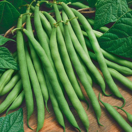 Organic Provider Bush Bean Seeds by Grow Organic, vegetable seed pack showing healthy bush bean seedlings for planting.