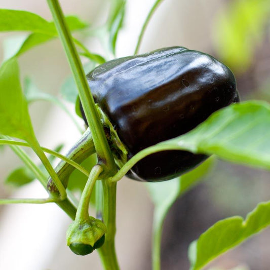 Organic Purple Beauty Sweet Pepper Seeds from Grow Organic, small packet showing vibrant purple pepper seed packet.