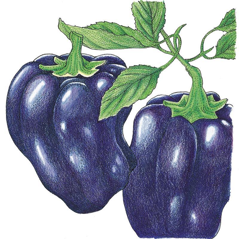 Purple Beauty Sweet Pepper Seeds from Grow Organic, organic vegetable seeds pack showing purple peppers and green foliage.