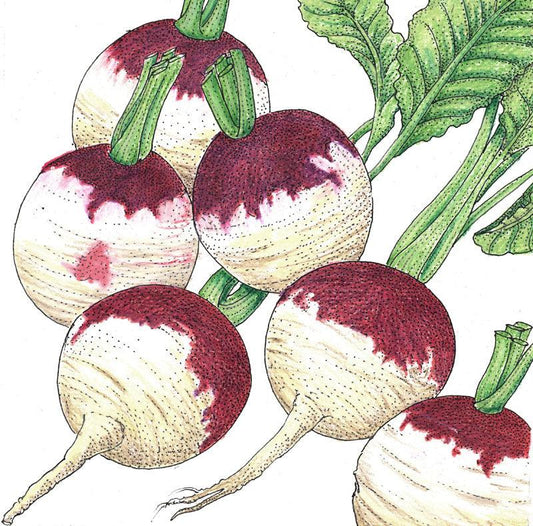 Pack of organic purple top white globe turnip seeds from Grow Organic for vegetable gardening.