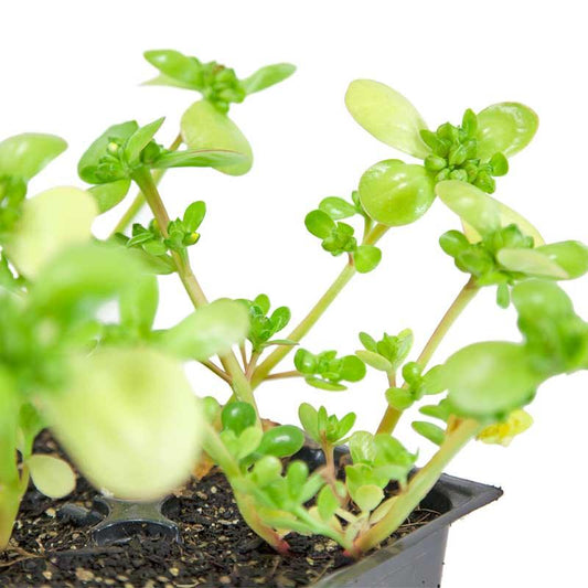 Organic Purslane Greens Seeds by Grow Organic, vegetable seed pack showing lush green purslane sprouting in a natural setting.