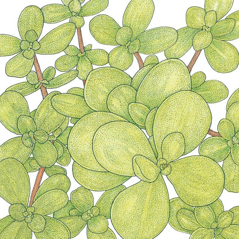Organic Purslane Greens Seeds from Grow Organic, vegetable seed pack showing fresh green purslane plant seeds.