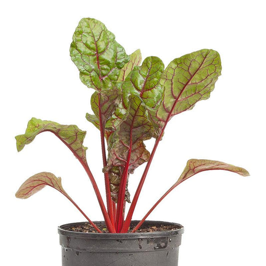 Organic Red Ruby Chard vegetable seeds from Grow Organic in a pack, ready for planting and growing vibrant red-stemmed chard.