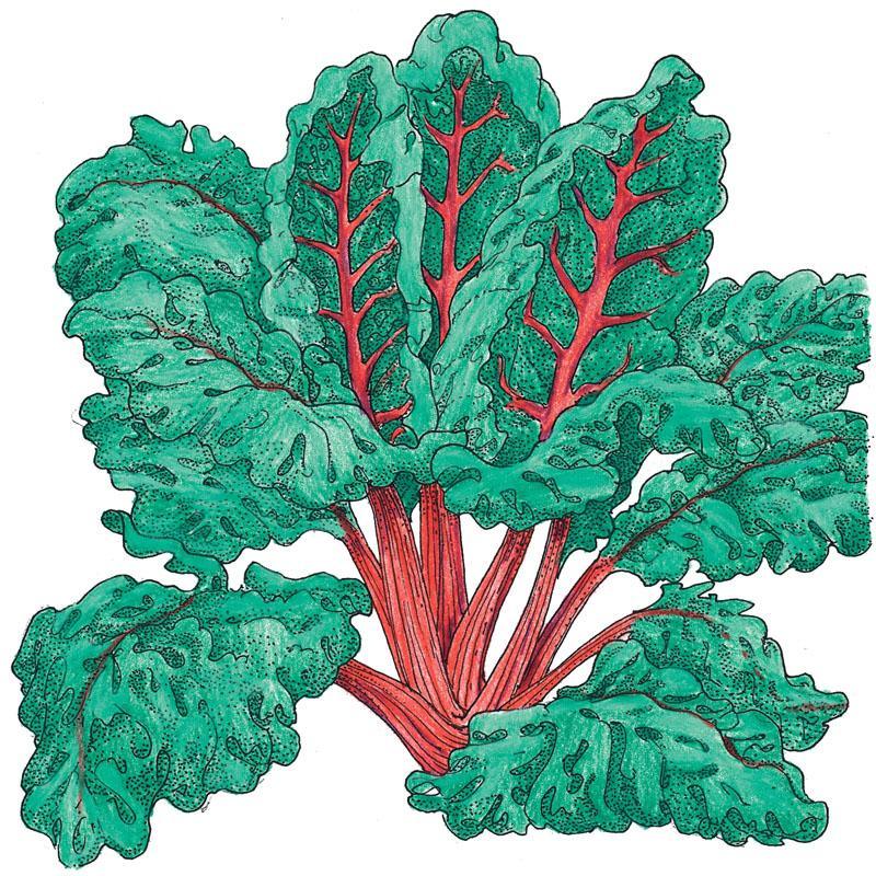 Organic red ruby chard seeds in a Grow Organic vegetable seed packet, ready for planting in a garden.