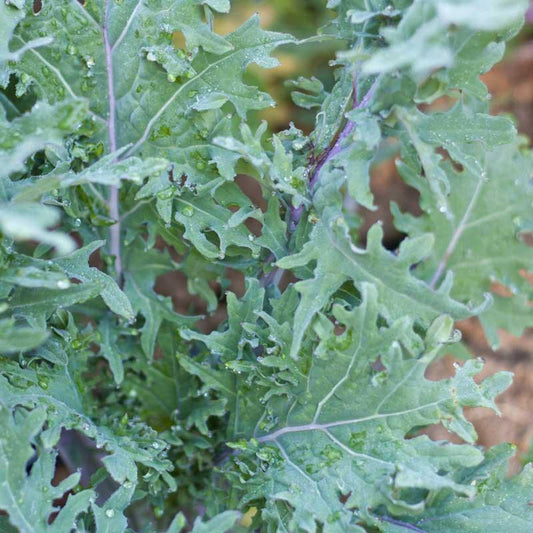 Organic Red Russian Kale seeds from Grow Organic, vegetable seeds pack showing vibrant seed packet for gardening and planting.