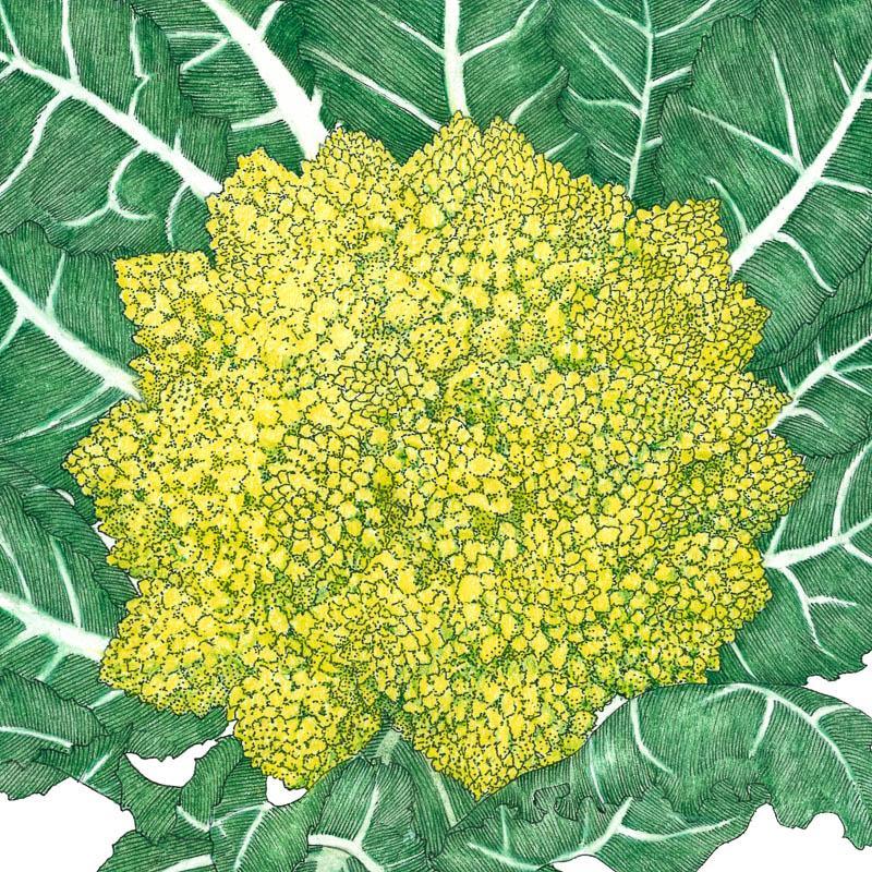 Romanesco Broccoli Seeds (Organic) - Blessings Grow Meadows