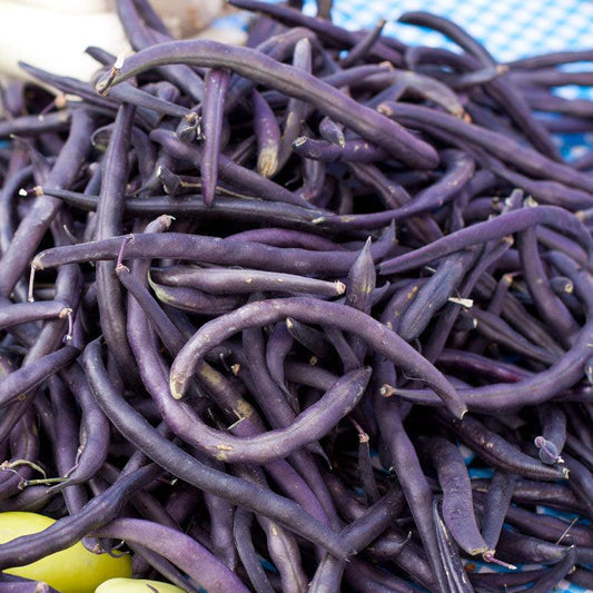 Organic Royalty Purple Pod Bush Bean Seeds from Grow Organic, displayed in a seed packet for vegetable gardening.