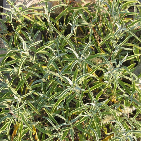 Organic sage seeds pack from Grow Organic, showing fresh vegetable seeds in a clear packet for gardening and planting.