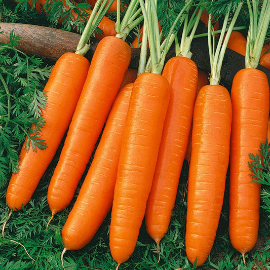 Organic Scarlet Nantes carrot seeds in a Grow Organic vegetable seed packet, ideal for home garden planting