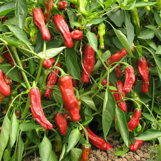 Organic Shishito Pepper Seeds from Grow Organic, vegetable seeds pack with small green pepper illustrations.