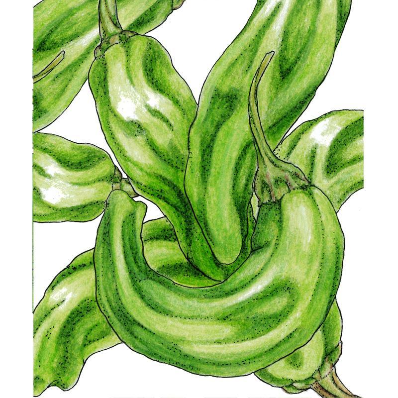 Organic Shishito Pepper Seeds in a Grow Organic vegetable seed packet, ideal for growing flavorful Japanese peppers.