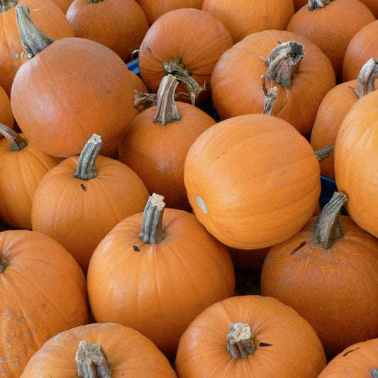 Small organic sugar pumpkin seeds from Grow Organic in a package, ideal for planting vegetable seeds.