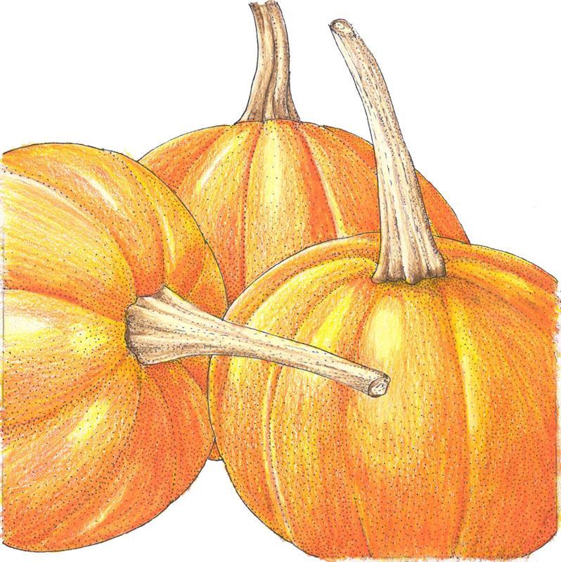 Organic small sugar pumpkin seeds from Grow Organic, packaged in a clear vegetable seed packet with seeds visible inside.