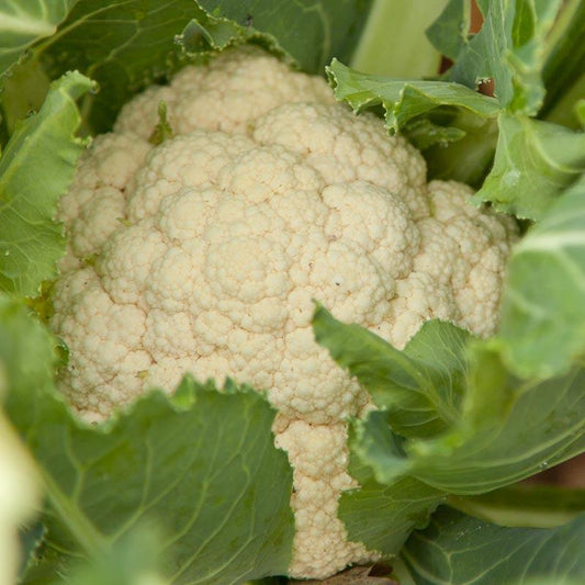 Organic Snowball Cauliflower Seeds from Grow Organic, vegetable seed pack showing seeds and packaging for planting.