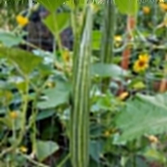 Organic striped cucumber seeds from Grow Organic, showing a packet of vegetable seeds with colorful striped cucumber illustrations.